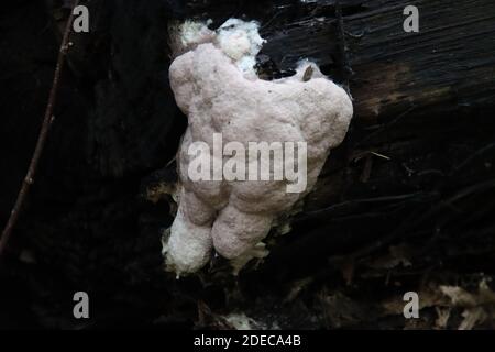 Il ptychogaster di Postia, conosciuto comunemente come pychogaster di polvere, è una specie di fungo della famiglia delle Fomitopsidaceae su un albero Foto Stock