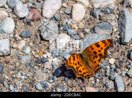 Scarsa tartaruga farfalla Nymphalis xanthomelas japonic sulle pietre Foto Stock