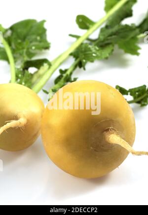 Palla dorata rapa, Brassica rapa, vegetali contro uno sfondo bianco Foto Stock
