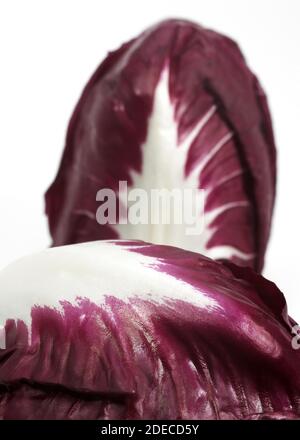 Trevise insalata, cichorium intybus contro uno sfondo bianco Foto Stock