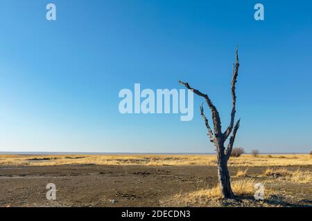 Lone albero morto sull'isola di Kukonje Foto Stock