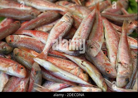 Gurnard, mullus surmuletus, pesce fresco allo stall di pesce Foto Stock