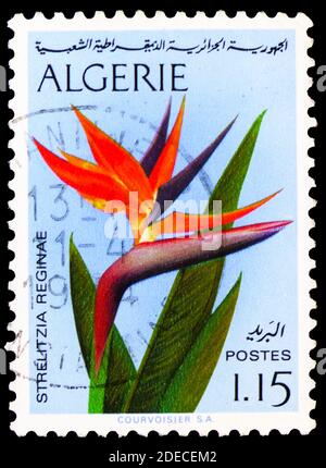 MOSCA, RUSSIA - 17 OTTOBRE 2020: Francobollo stampato in Algeria spettacoli uccello del paradiso (Strelitzia reginae), Fiori serie, circa 1973 Foto Stock