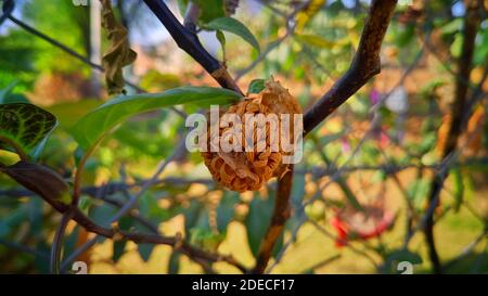 Frutta in scatola con semi marroni all'interno. Foto Stock