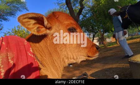 Cute faccia di vitello marrone della mucca. Polpaccio in Jersey New Born con gambe a fuselli nella stagione invernale. Foto Stock