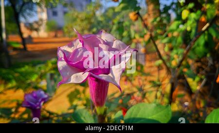 Spirale Datura, bocciolo di fiori viola chiaro con sfondo sfocato. Foto Stock