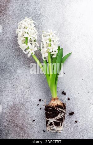 Vista dall'alto dei fiori bianchi di giacinto su sfondo in pietra. Concetto di giardinaggio domestico e piantando fiori in vaso - immagine Foto Stock