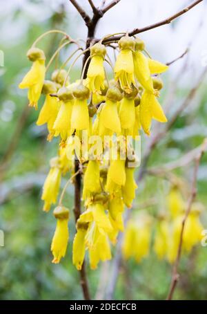 Kowhai. Laburnum della Nuova Zelanda. Albero di Pelu. sophora con ali. Tetraptera di Sophora Foto Stock