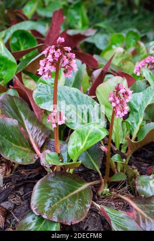 Fiori magenta in primavera di Bergenia purascens 'delavayi'. Delavay bergenia. Orecchie di Elefante 'Delavayi'. Foto Stock