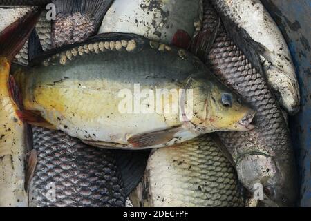 Assortiti locali del Bangladesh pesci. Khulna, Bangladesh. Foto Stock