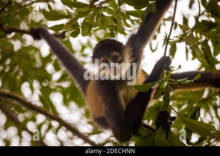 Panama fauna selvatica con Azuero Spider Monkey, Ateles geoffroyi azuerensis, all'interno della foresta pluviale del parco nazionale Cerro Hoya, provincia di Veraguas, Panama. Foto Stock