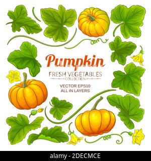 set di elementi di zucca Illustrazione Vettoriale
