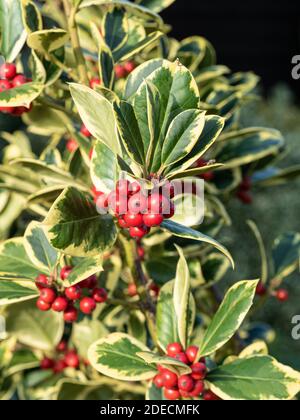 Un primo piano delle bacche rosse e dorate variegate Fogliame dell'agrifoglio Ilex Re d'oro Foto Stock