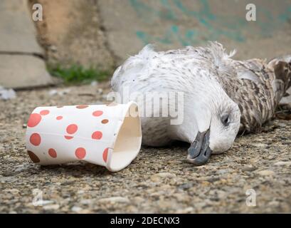 Un gabbiano morto o un uccello al bordo dell'acqua vicino ai rifiuti di plastica. Concetto di inquinamento plastico. Foto Stock