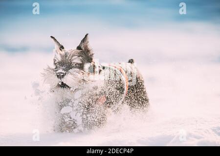 Funny Miniature Schnauzer Dog o Zwergschnauzer in outfit giocare velocemente Corsa in neve in motoslitta durante il giorno d'inverno Foto Stock