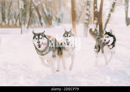 Tre divertenti cani Husky Siberiani che si corrono insieme all'aperto nello Snowy Park al Sunny Winter Day. Cane sorridente. Giochi di cani attivi in neve. Animale domestico giocoso Foto Stock