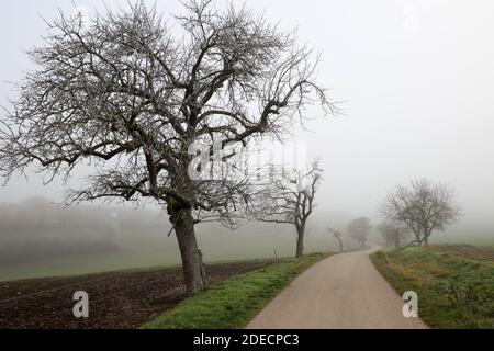 Paesaggio con nebbia in una mattina presto gelata. Foto Stock