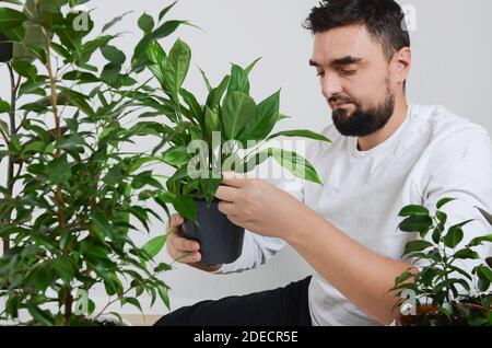 Bell'uomo sopportato che tiene houseplant con la pentola del giglio di pace dentro mani Foto Stock