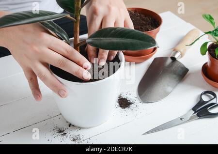 Mani che trapiantano houseplant a in una pentola nuova. Concetto di giardinaggio domestico Foto Stock