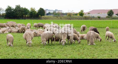 Foto panoramica con un gregge di pecore bianche al pascolo. La maggior parte di loro sta mangiando erba, alcuni di loro combinano mangiare e res Foto Stock