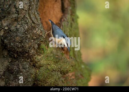 Picchio muratore (Sitta europaea caesia) Foto Stock