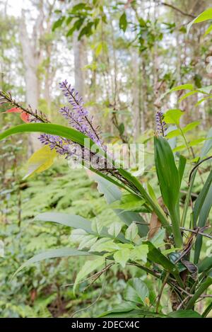 Slender Palm Lily o Lily di palma a foglie strette (Cordyline Stricta) in condizioni di foresta pluviale in cima alle cascate di Ellenborough, New South Wales, Australia Foto Stock