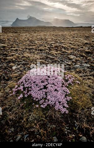 Rosa Moss Campion flowers - Silene Acaulis una pianta di zampillatura nel paesaggio islandese. Foto Stock