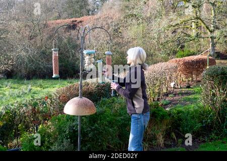 Donna anziana in giardino riempire i contenitori su un alimentatore di uccelli, nutrendo gli uccelli britannici con semi, arachidi e palle di grasso in inverno Galles UK KATHY DEWITT Foto Stock