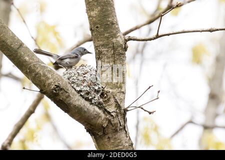 Blue-grey Gnatcatcher nidifica attivamente la costruzione (polioptila caerulea), Long Island, New York Foto Stock