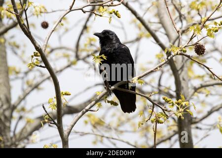 Corvo di pesce (Corvus ossifragus) arroccato su un ramo, Long Island New York Foto Stock