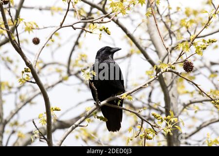 Corvo di pesce (Corvus ossifragus) arroccato su un ramo, Long Island New York Foto Stock