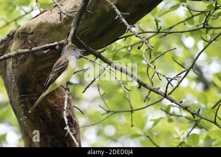 Great Crested Flycatcher (Myiarchus crinitus) arroccato su un ramo, Long Island New York Foto Stock