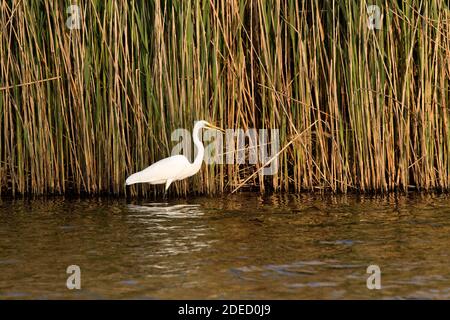Grande Egret (Ardea alba) che invecchia in uno stagno con i phragmites, Long Island, New York Foto Stock