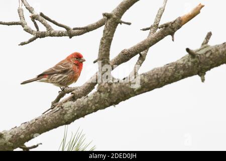 Casa Finch (Haemorhous mexicanus) arroccato su una filiale, Long Island New York Foto Stock