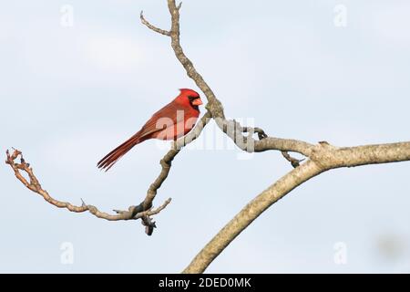 Il Cardinale del Nord (Cardinalis Cardinalis) è appollaiato su un ramo, Long Island, New York Foto Stock