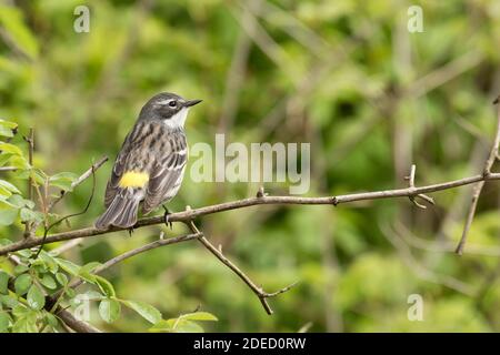 Warbler (Setophaga coronata) arroccato su un ramo, Long Island, New York Foto Stock
