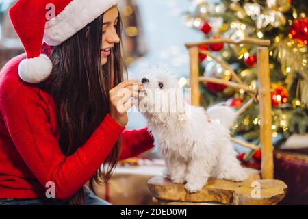 La vigilia di Capodanno, una donna gioca con un piccolo cane. Foto Stock