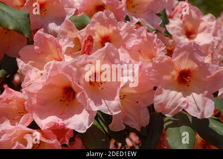 Bellissimi fiori rosa rododendri e foglie verdi fresche Foto Stock