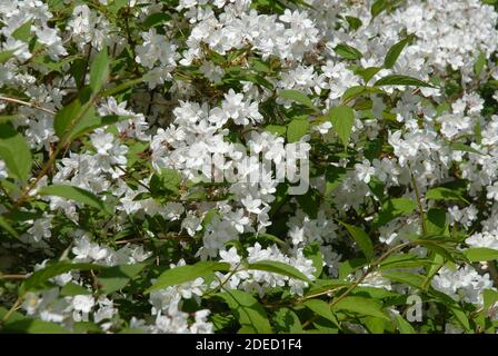 Bellissimi fiori bianchi di Deutzia gracilis Nikko, conosciuto anche come snello Deutzia Foto Stock