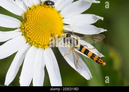 Hoverfly lungo (Scripta di Sphaerophoria, strigata di Sphaerophoria), maschio alla presenza in fiore su un cane daisy, Germania Foto Stock