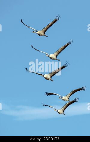 Gru comune, gru eurasiatica (Grus grus), truppa di volo, Svezia, Vaestergoetland, Falkoeping Foto Stock