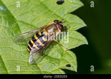 Currant Hover Fly, Hoverfly comune a bande (Syrphus ribesii), femmina su una foglia, vista dorsale, Germania Foto Stock