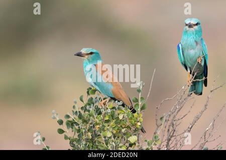 Rullo europeo (Coracias garrulus semenowi, Coracias semenowi), due rulli europei che si radunano su un arbusto, il Tagikistan Foto Stock