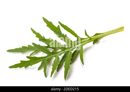 Ciuffi di rucola freschi isolati su bianco Foto Stock