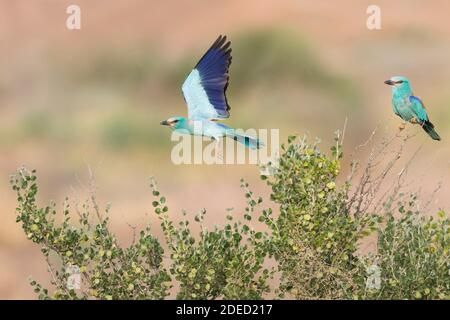 Rullo europeo (Coracias garrulus semenowi, Coracias semenowi), che percorre insieme un arbusto, un decollo, Tagikistan Foto Stock