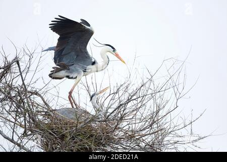 Airone grigio (Ardea cinerea), che atterra sul suo nido, Francia Foto Stock