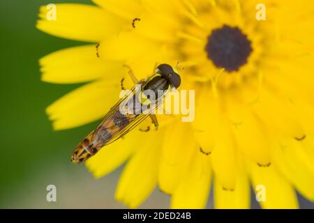 Volata lunga (Sphaerophoria scripta, Sphaerophoria strigata), maschile dalla presenza fiorita su un fiore giallo, vista dorsale, Germania Foto Stock