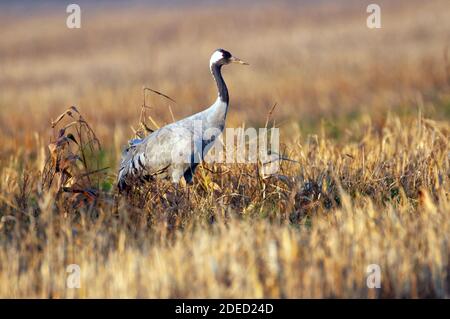 Gru comune, gru eurasiatica (Grus grus), gru che riposa dalla migrazione autunnale, Germania, bassa Sassonia, Goldenstedter Moor Foto Stock