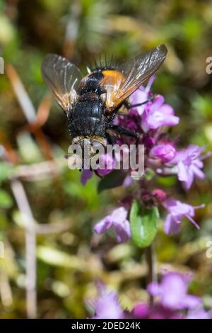 Mosca parassita (Nowickia ferox), alla presenza in fiore, Germania Foto Stock