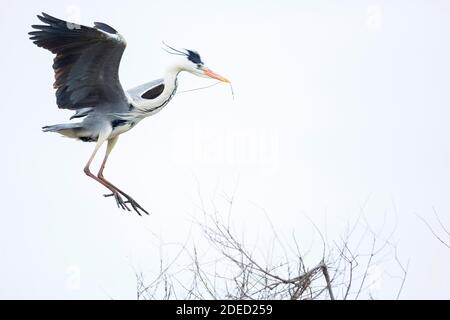 Airone grigio (Ardea cinerea), che atterra sul suo nido, Francia Foto Stock